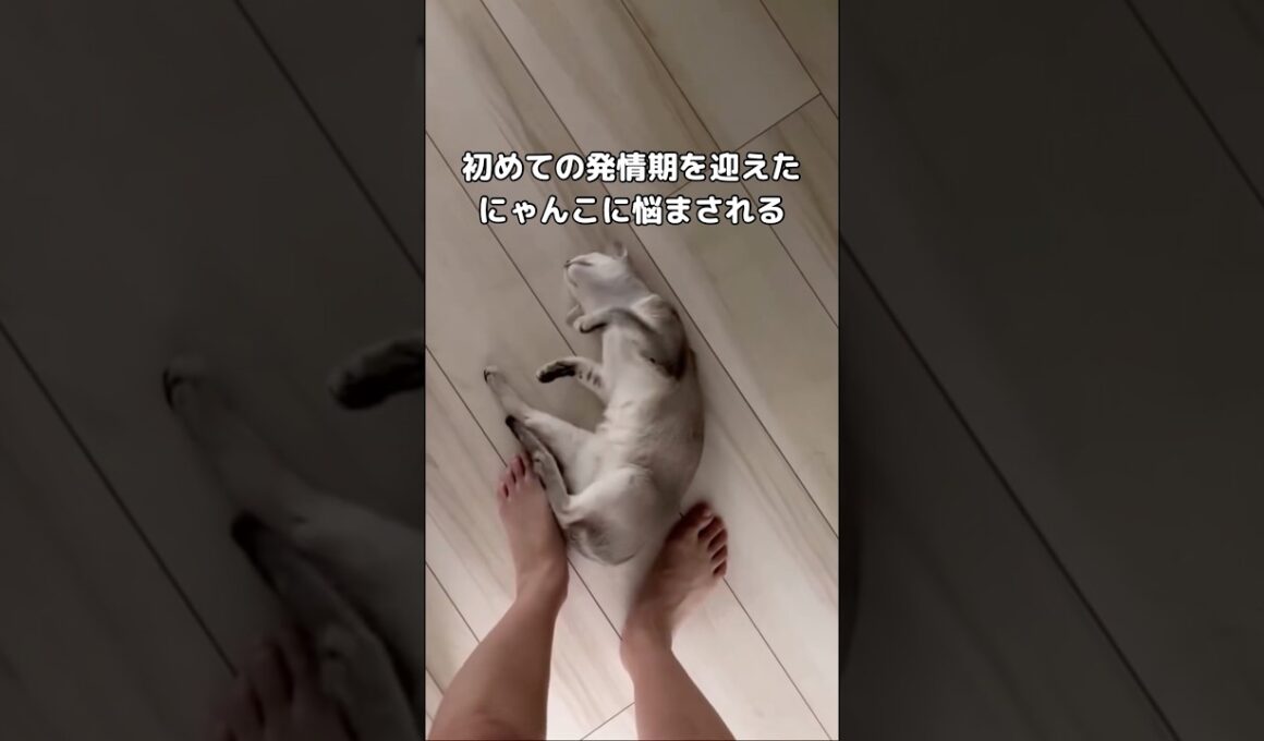 初めて猫をお迎えして遂に来た発情期 #猫 #子猫 #シンガプーラ #shorts