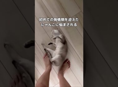 初めて猫をお迎えして遂に来た発情期 #猫 #子猫 #シンガプーラ #shorts