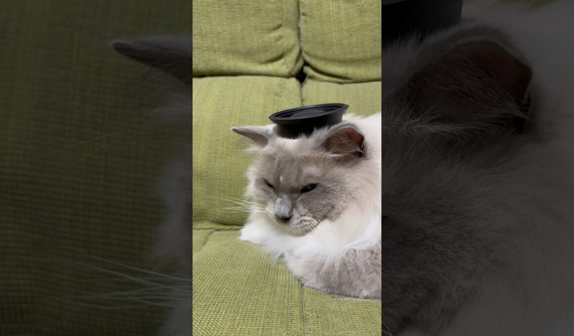 大人しくここまでしてくれるなら、それはもはやファンサ #cat #茶トラ #ねこ #ラグドール#ファンサービス