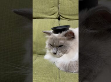 大人しくここまでしてくれるなら、それはもはやファンサ #cat #茶トラ #ねこ #ラグドール#ファンサービス