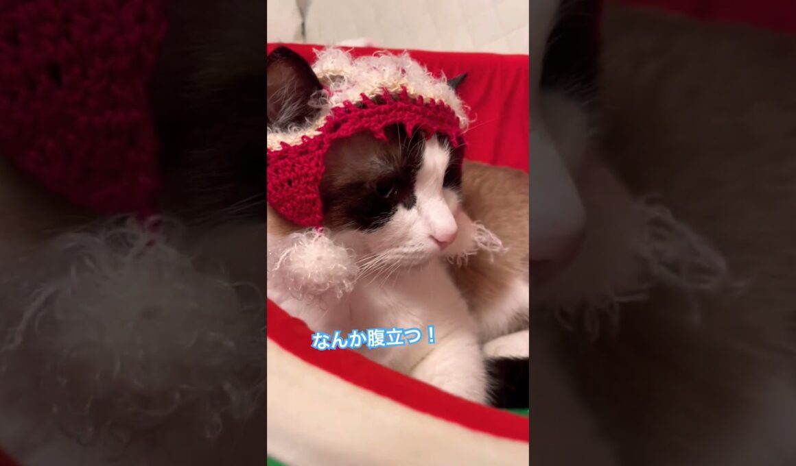 ご機嫌ななめで動かなくなった猫スノーシューミックスのニャンコ #ねこ  #猫のいる暮らし#shorts