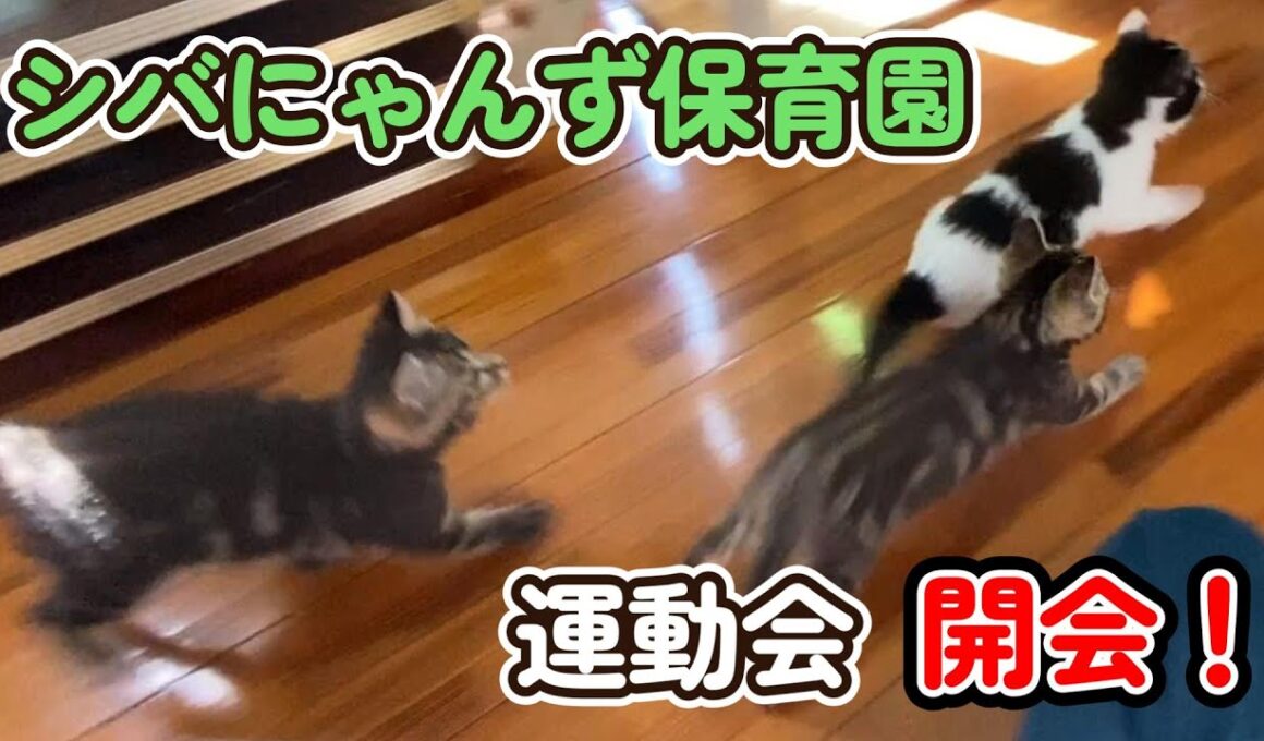【子猫の運動会】みーの館もアップデートします