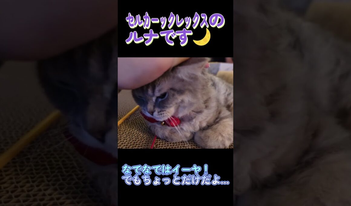 なでなでを許してくれる猫 #セルカークレックス #ネコ #子猫 #猫好きさんと繋がりたい #ねこ #cat #猫のいる暮らし