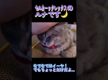 なでなでを許してくれる猫 #セルカークレックス #ネコ #子猫 #猫好きさんと繋がりたい #ねこ #cat #猫のいる暮らし