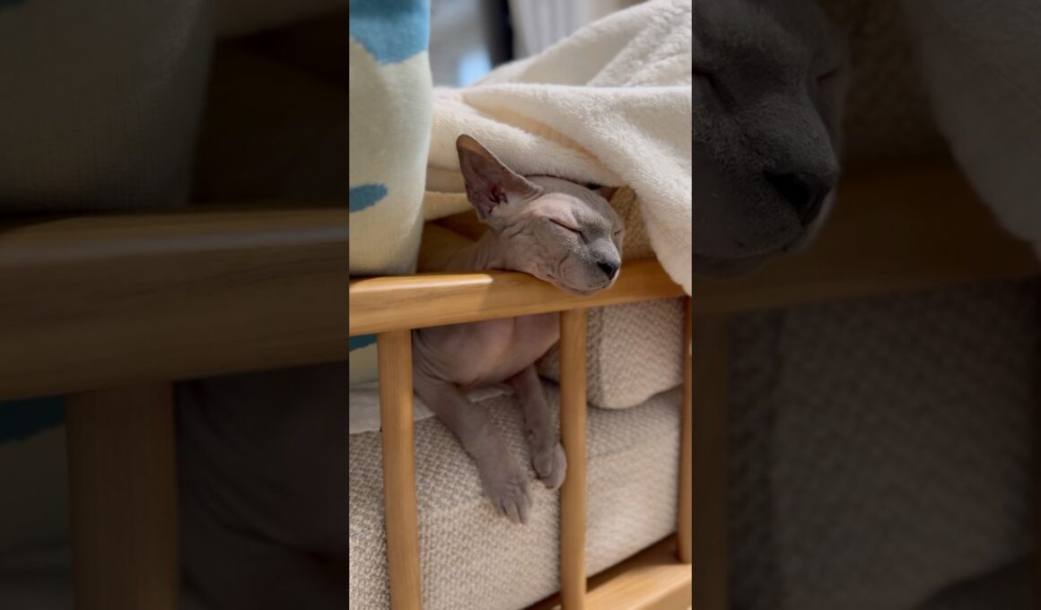 ソファの肘掛けに顎を置く猫スルタンw【スフィンクス】