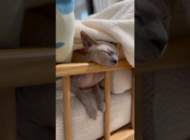 ソファの肘掛けに顎を置く猫スルタンw【スフィンクス】