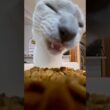 POV:あなたはスナックになった …にゃ😼🍪【猫 トンキニーズ / Tonkinese Cat】#POV #猫ショート #癒し動画