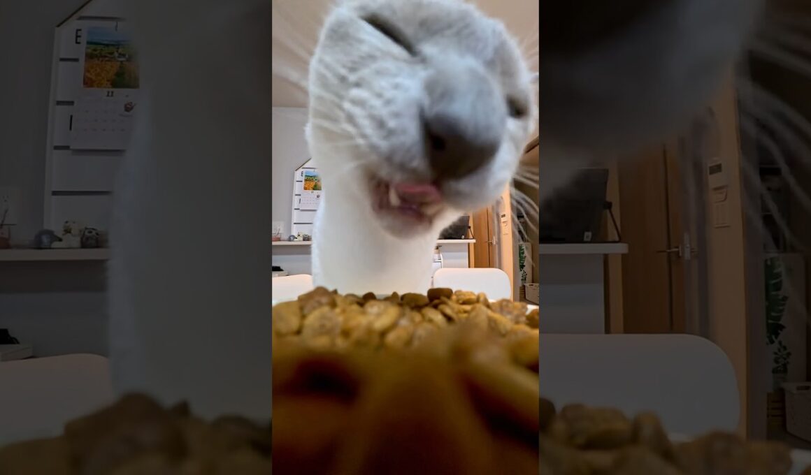 POV:あなたはスナックになった …にゃ😼🍪【猫 トンキニーズ / Tonkinese Cat】#POV #猫ショート #癒し動画