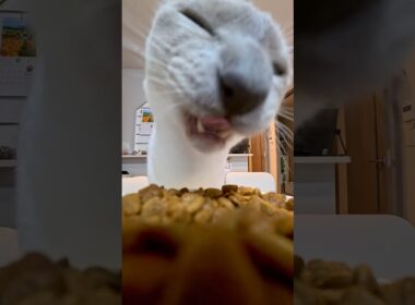 POV:あなたはスナックになった …にゃ😼🍪【猫 トンキニーズ / Tonkinese Cat】#POV #猫ショート #癒し動画