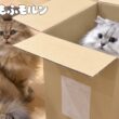 箱をめぐる猫たちの戦い 【サイベリアン】