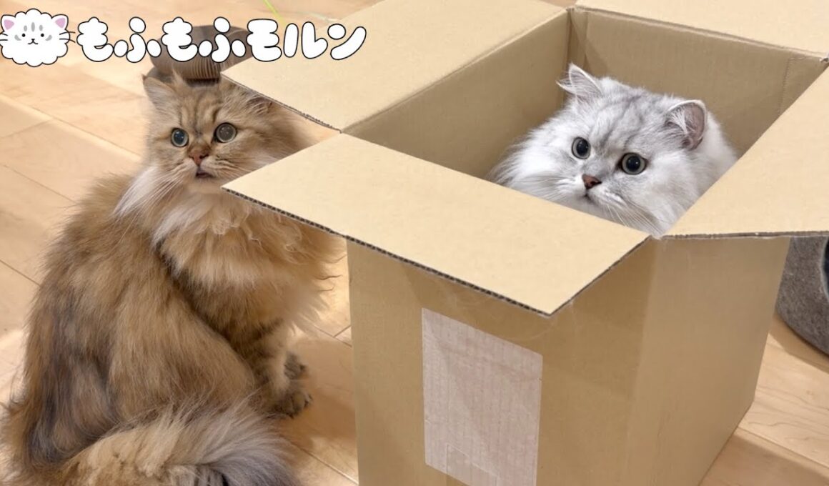 箱をめぐる猫たちの戦い 【サイベリアン】