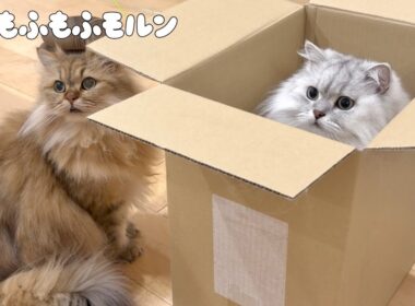 箱をめぐる猫たちの戦い 【サイベリアン】
