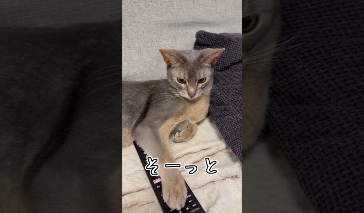 アビシニアンとは その59 リモコンを独占しちゃうのが大好きな猫 #shorts #猫 #アビシニアン