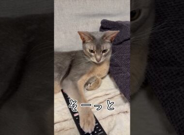 アビシニアンとは その59 リモコンを独占しちゃうのが大好きな猫 #shorts #猫 #アビシニアン