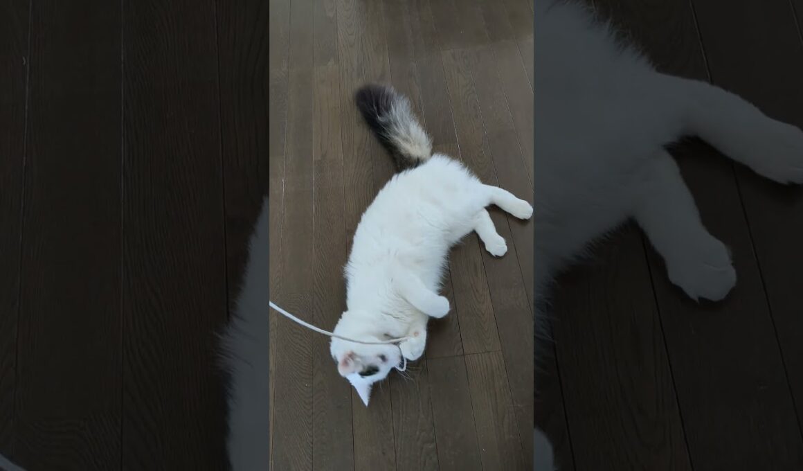 ボロい紐で遊ぶ/Playing with a worn-out string.#保護猫 #ターキッシュバン #Turkish Van