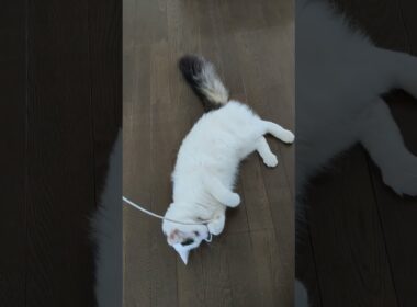 ボロい紐で遊ぶ/Playing with a worn-out string.#保護猫 #ターキッシュバン #Turkish Van
