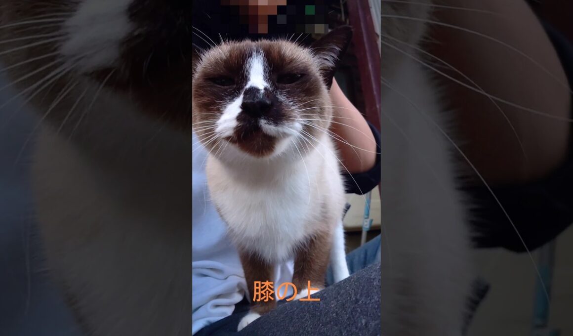 今日のシャム猫さん#猫#ねこ#cat#癒し#Shorts