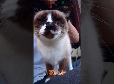 今日のシャム猫さん#猫#ねこ#cat#癒し#Shorts