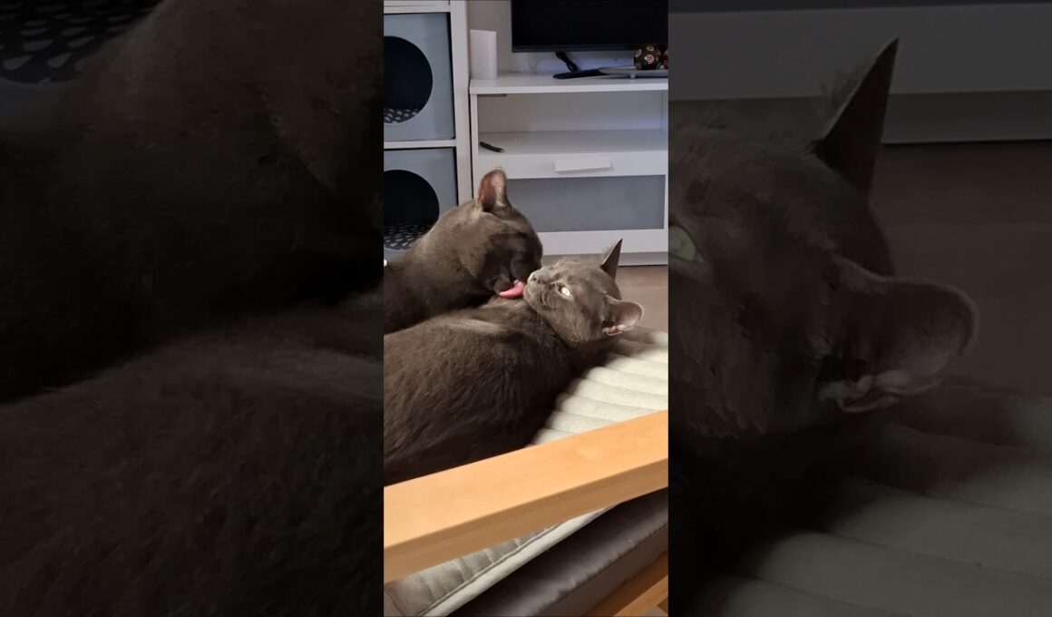 KORAT LOVE: ESTRELLA & LIFE #korat  #80smusic #lovecats #rock