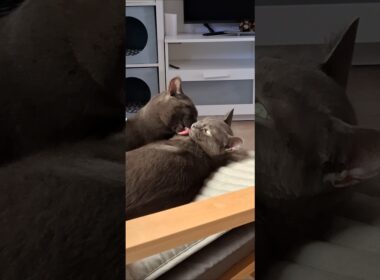 KORAT LOVE: ESTRELLA & LIFE #korat  #80smusic #lovecats #rock