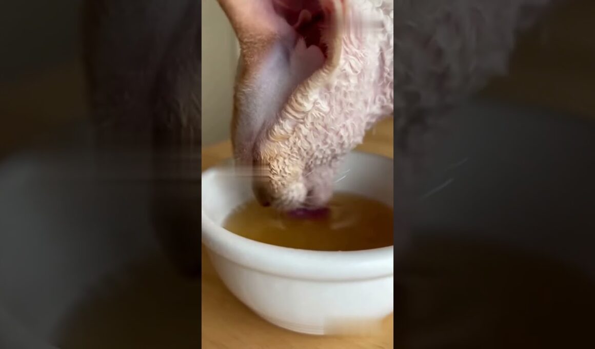 【ASMR】コーニッシュレックスのウェットフードを食べる音