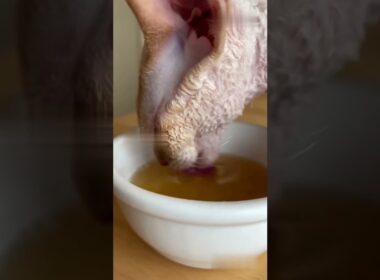 【ASMR】コーニッシュレックスのウェットフードを食べる音