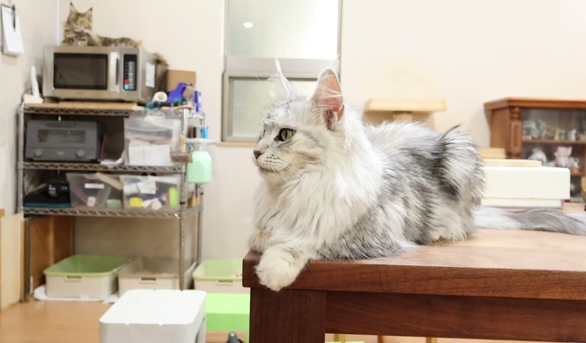 シルバーの落ち着いたメインクーンなおみさん