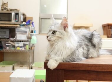 シルバーの落ち着いたメインクーンなおみさん