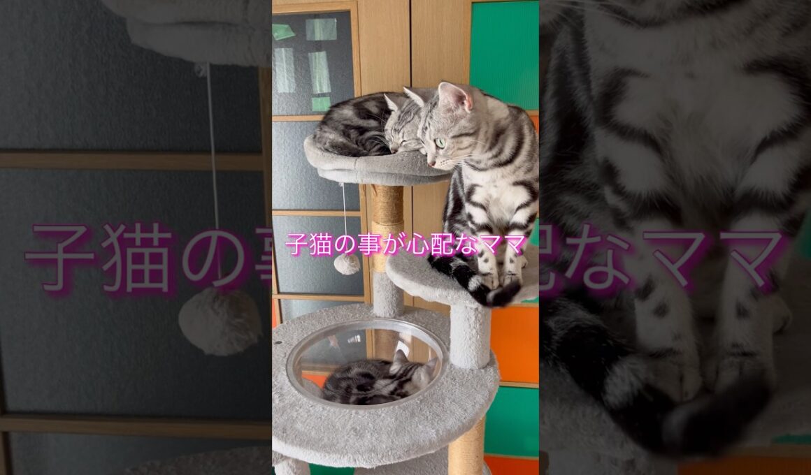 巣立ちの日•••新しい家族の温かさに包まれて幸せな日々を過ごしてね#アメリカンショートヘア#アメショ#子猫#猫の日常#cat#cats