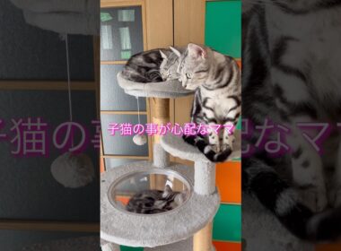 巣立ちの日•••新しい家族の温かさに包まれて幸せな日々を過ごしてね#アメリカンショートヘア#アメショ#子猫#猫の日常#cat#cats