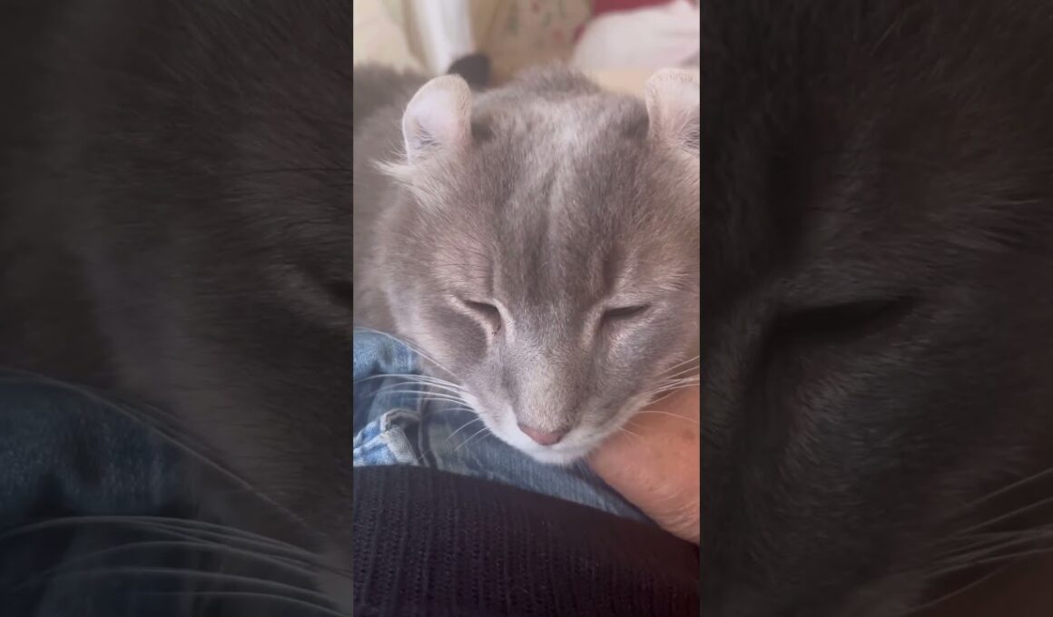 甘えたい #ねこ動画 #アメリカンカール #catlife