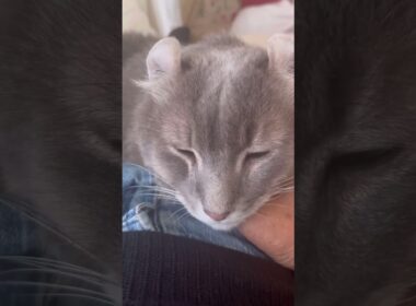 甘えたい #ねこ動画 #アメリカンカール #catlife