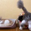 【のんびり⁉︎】入れ替わり立ち替わりベッドを仲良く使うもふ猫たち🫶🏻ノルウェージャンフォレストキャットとターキッシュアンゴラ