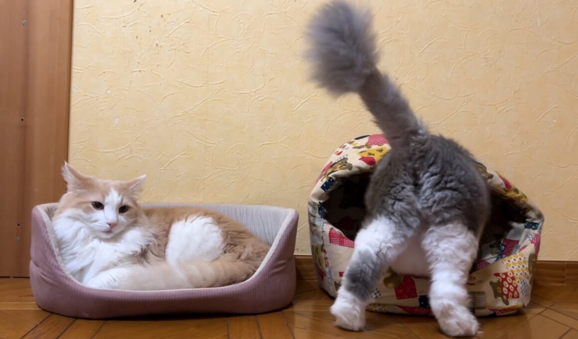 【のんびり⁉︎】入れ替わり立ち替わりベッドを仲良く使うもふ猫たち🫶🏻ノルウェージャンフォレストキャットとターキッシュアンゴラ