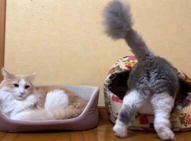 【のんびり⁉︎】入れ替わり立ち替わりベッドを仲良く使うもふ猫たち🫶🏻ノルウェージャンフォレストキャットとターキッシュアンゴラ