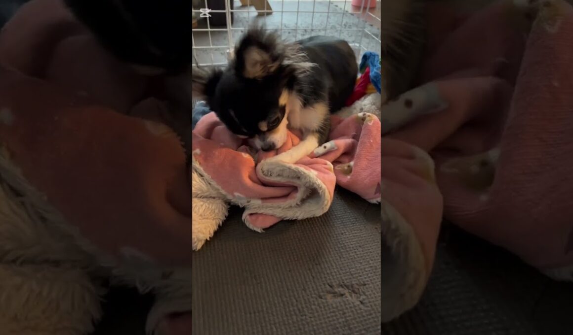 いじけてふみふみしているマロ🐶