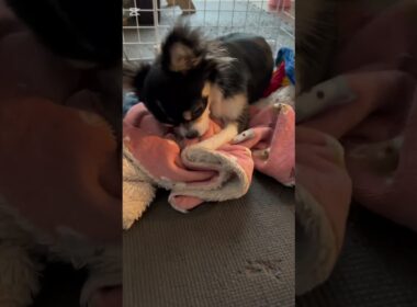 いじけてふみふみしているマロ🐶