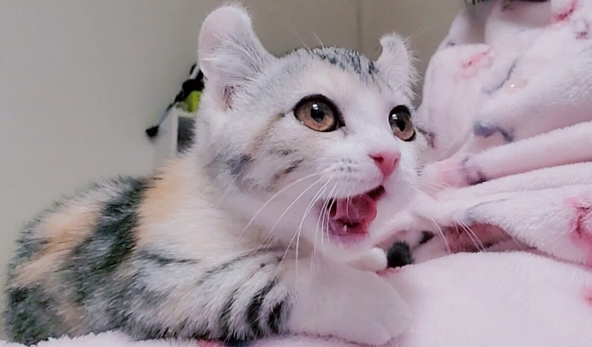 [子猫] 布団を潜ってパパと一緒に寝ている子猫はかわいすぎる！！  #47