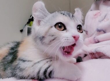 [子猫] 布団を潜ってパパと一緒に寝ている子猫はかわいすぎる！！  #47