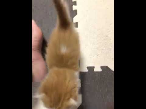 スコティッシュフォールド レッドタビーホワイト折耳ロングの男の子　かわいいハチワレです