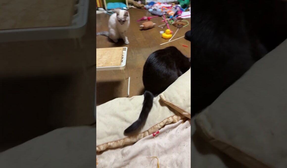 子ネコ2匹。シャムの雫、小さな机を潜ったら、子ネコ軍団、遊びスタート！