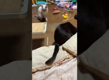 子ネコ2匹。シャムの雫、小さな机を潜ったら、子ネコ軍団、遊びスタート！