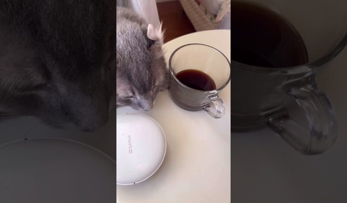 ハンドパワーです #ねこ動画 #アメリカンカール