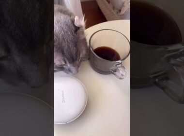 ハンドパワーです #ねこ動画 #アメリカンカール