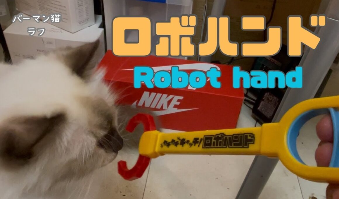 バーマン猫ラフとガブ【ロボハンド】Robot hand（バーマン猫）Birman/Cat