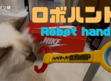 バーマン猫ラフとガブ【ロボハンド】Robot hand（バーマン猫）Birman/Cat