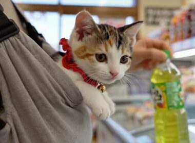 ボブテイル子猫の日本での一日 🐾🇯🇵｜A Day in the Life of a Japanese Bobtail Kitten in Japan 🐾🇯🇵 #shorts