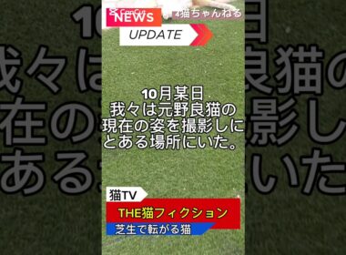 【直撃】元野良猫まるの現在 #ねこ #シニア猫 #日本猫 #多頭飼い #cat #shorts