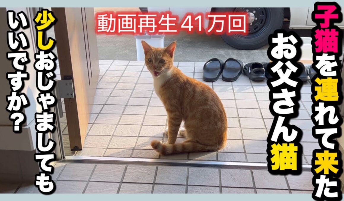 【お父さん猫が再訪問】〜子猫を連れてやってきた父猫〜