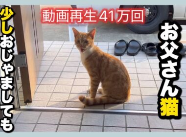 【お父さん猫が再訪問】〜子猫を連れてやってきた父猫〜
